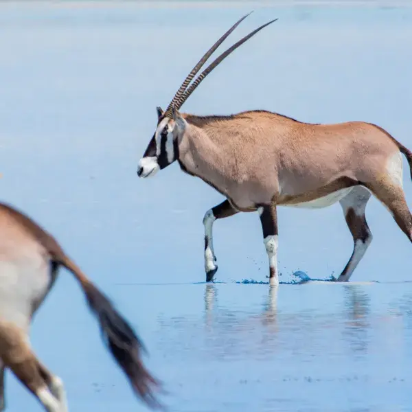Nxai Pan Camp - Oryx