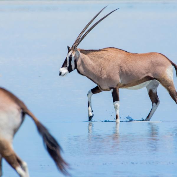 Nxai Pan Camp - Oryx