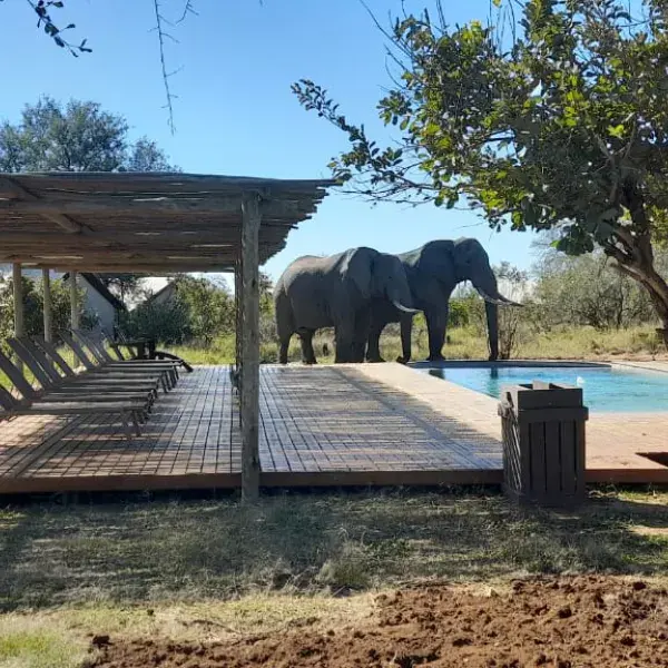 Honeyguide Khoka Moya Camp - Elefant am Pool