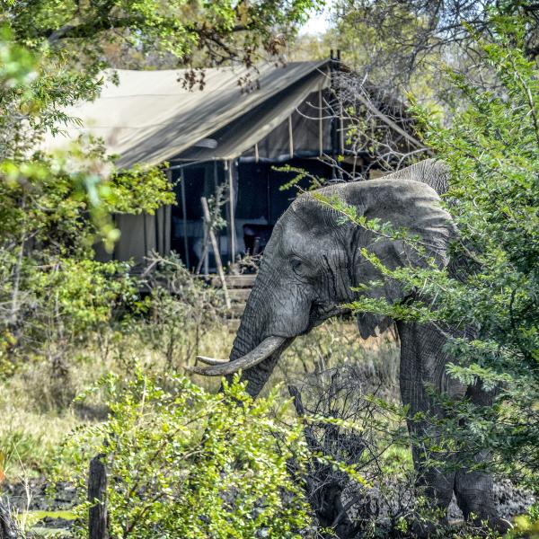 Honeyguide Khoka Moya Camp - Zelt mit Elefant