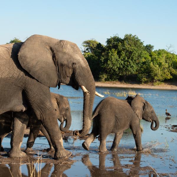 Botswana Chobe - Elefanten