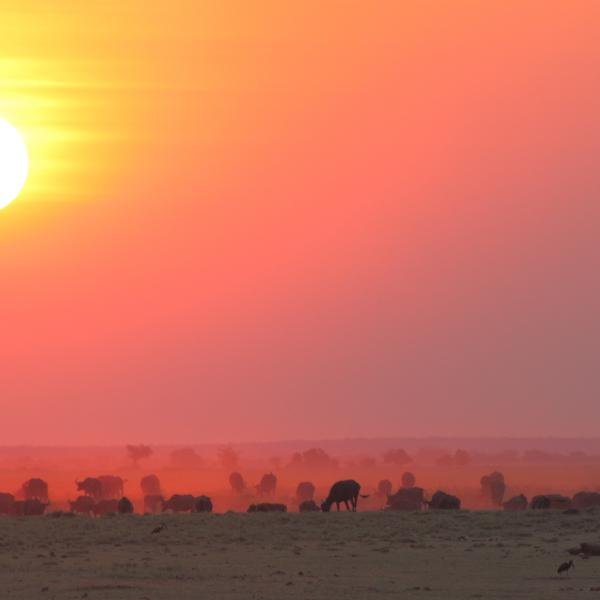 Botswana Chobe - Sonnenuntergang