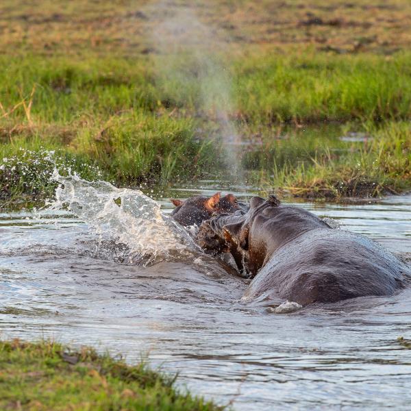 Botswana Moremi - Flusspferd