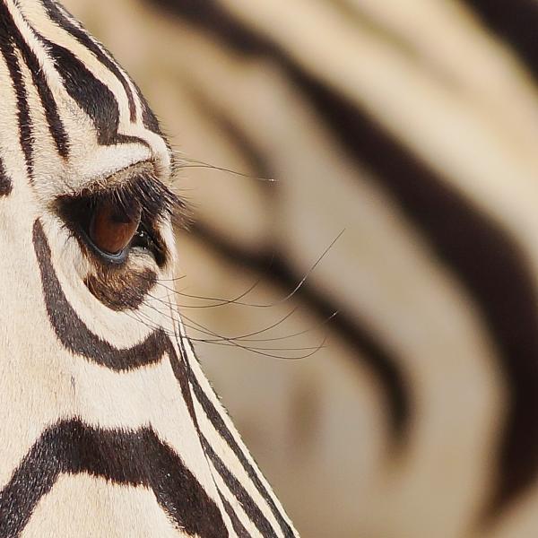 Namibia Caprivi Wüste - Zebra Etosha