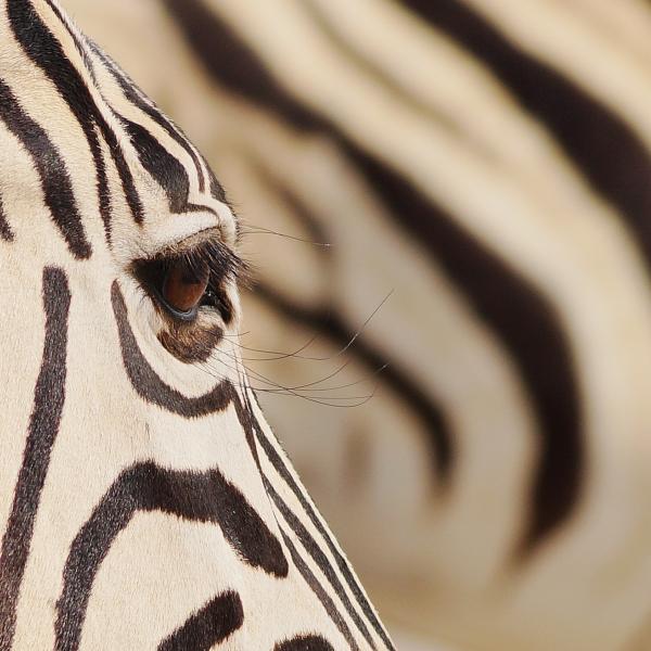 Etosha Namibia Sunway Zebra