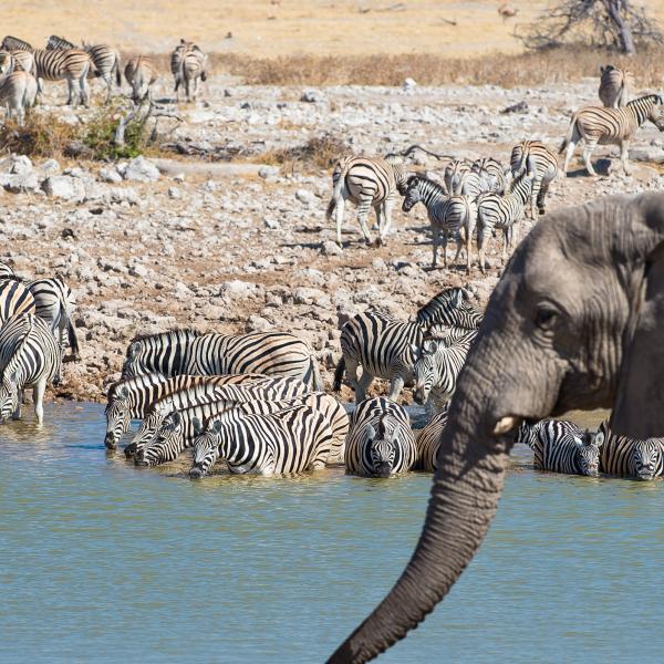 Sunway Elephant Track Classic - Elefant am Wasserloch