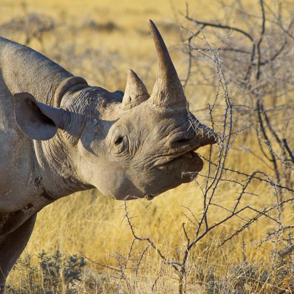 Namibia Caprivi Wüste - Nashorn Etosha