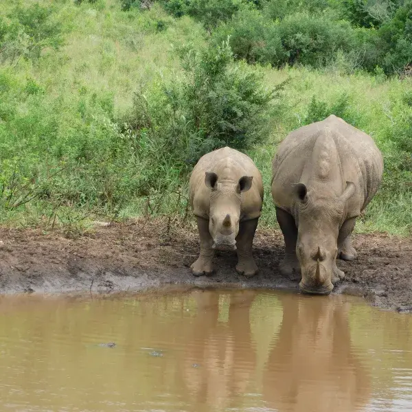 Hluhluwe Südafrika Nashörner