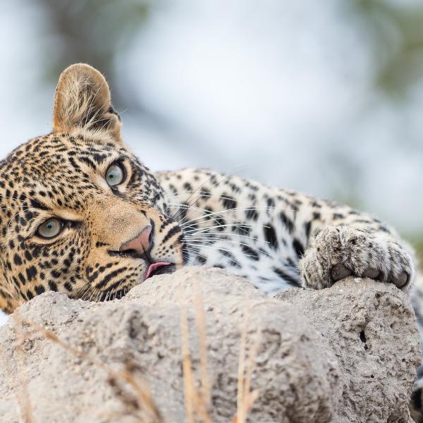 Krüger Nationalpark Südafrika Leopard