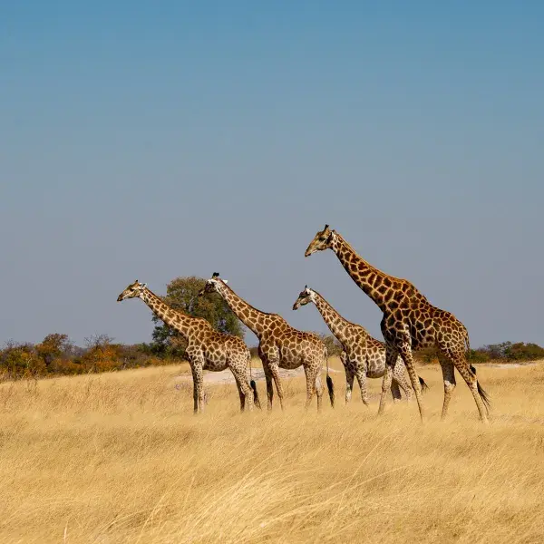 Hwange Nationalpark Simbabwe Sunway