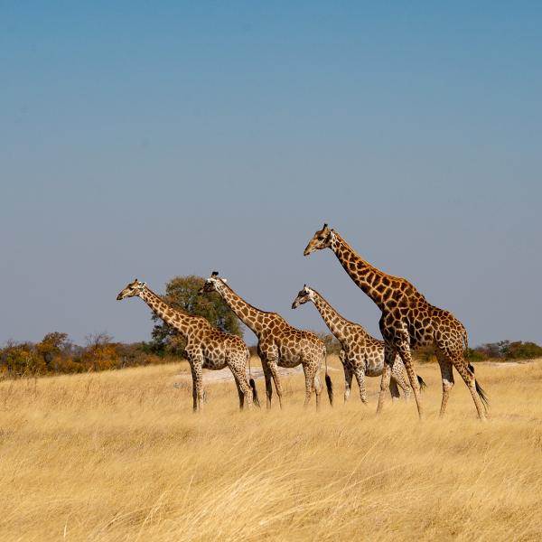 Hwange Nationalpark Simbabwe Sunway