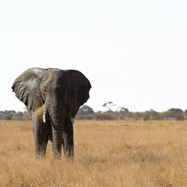 Hwange Nationalpark Simbabwe Sunway