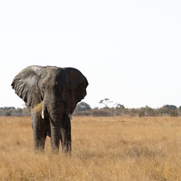 Hwange Nationalpark Simbabwe Sunway