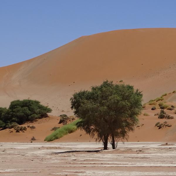 Sossusvlei Düne Big Mama Oryx Bäume Namibia entdecken Afrika