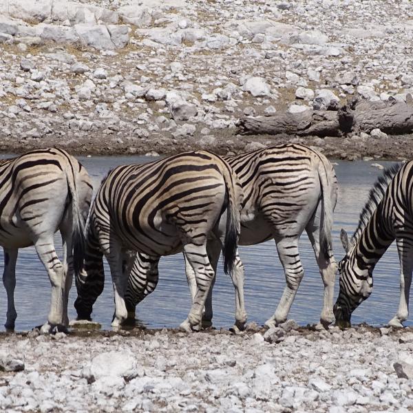 Etosha Nationalpark Zebras am Wasserloch Namibia entdecken Safari