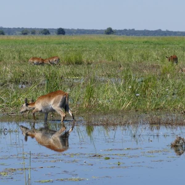 Namibia Caprivi Lechwe Antilopen Seerosen