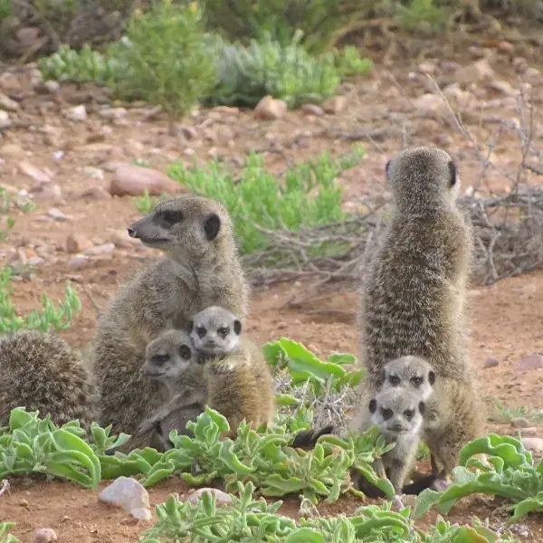 Erdmännchen Safari Südafrika Familienreise mit Kindern