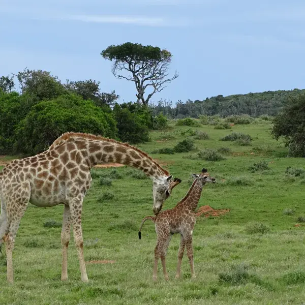 Giraffe mit Baby in Kariega Südafrika Familienreise mit Kindern
