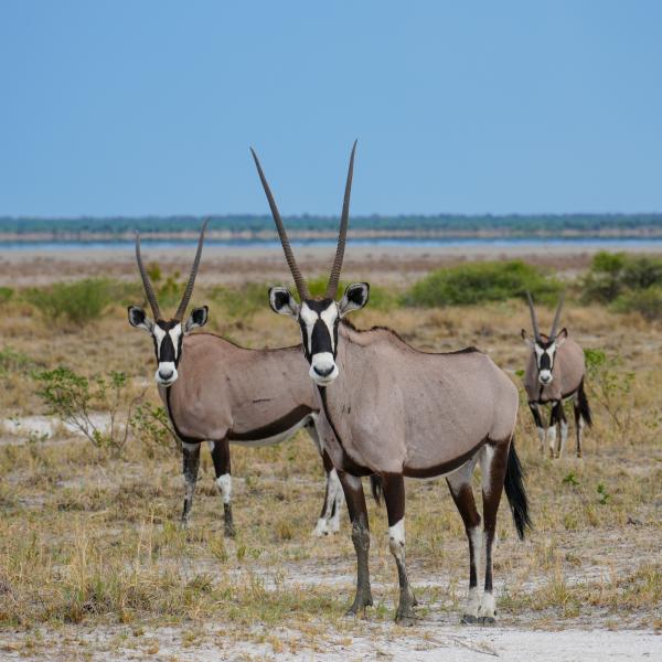 Oryx Namibia entdecken Etosha Safari Südliches Afrika