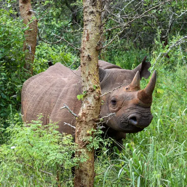 Nashorn Mkonazi