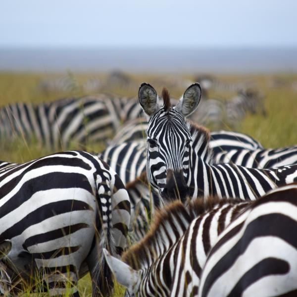 Zebra Great Migration