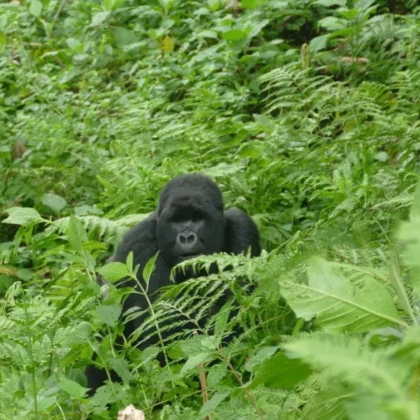 Gorilla Trekking Volcanoes Nationalpark Ruanda Ostafrika