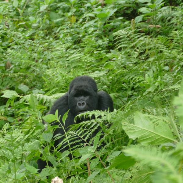 Gorilla Trekking Volcanoes Nationalpark Ruanda Ostafrika