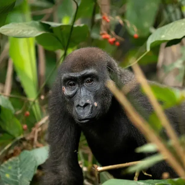 Flachlandgorilla