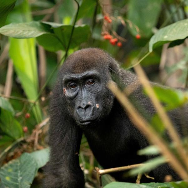 Flachlandgorilla