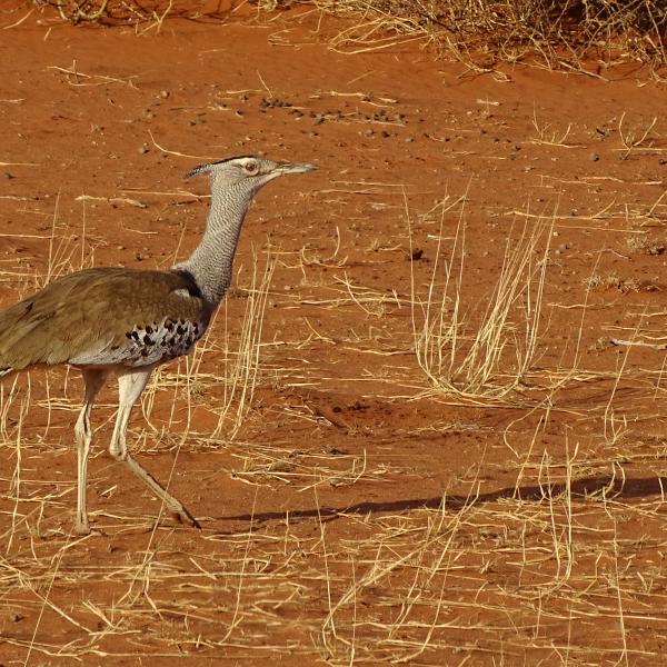 Riesentrappe Kalahari Namibia entdecken Südliches Afrika