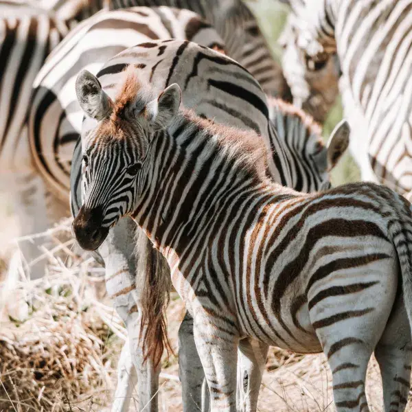 Zebra Wanderung Nxai Pan Botswana Africa Experience