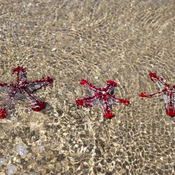 Seesterne im Indischen Ozean