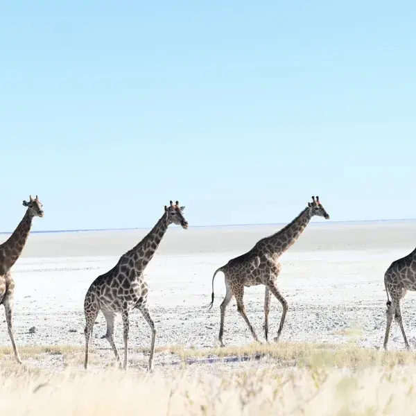 Stimmung im Etosha