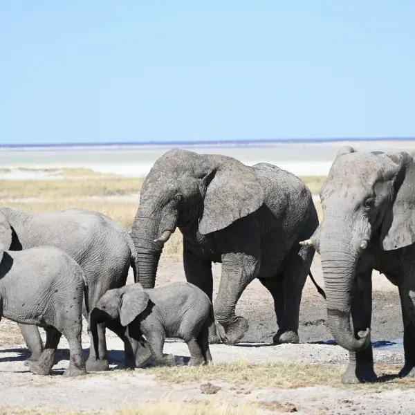 Elefanten im Etosha