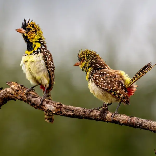 Vogelbeobachtung