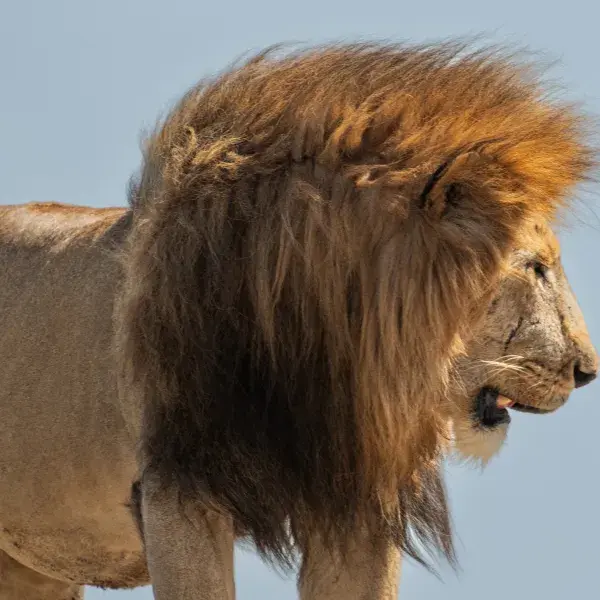 Majestätischer Löwe