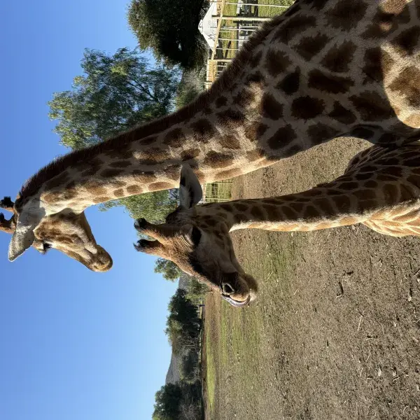 Grazile Giraffen 