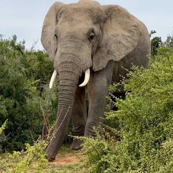 Elefant im Addo
