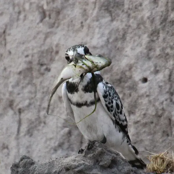 Schnappschuss eines Vogels