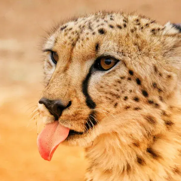 Namibia, Land der Geparden