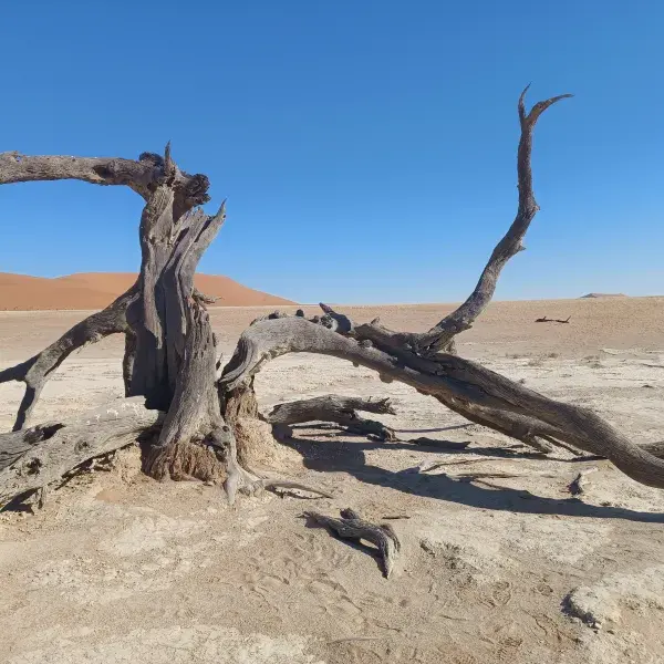 In der Namibwüste
