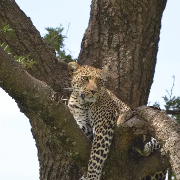 Leopard in Tansania