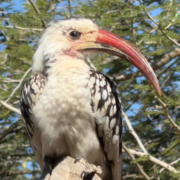 Vogelbeobachtung