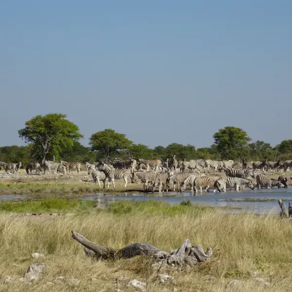 Safari am Wasserloch