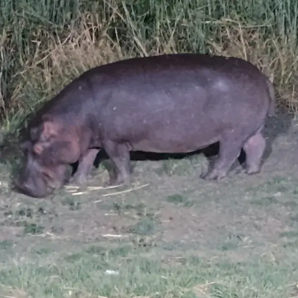 Ein Hippo bei Nacht