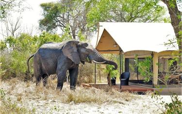 Honeyguide Khoka Moya Camp - Zelt