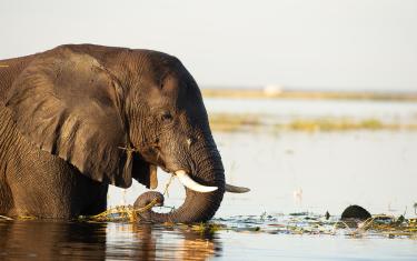 Botswana Chobe - Elefant