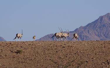 Namibia Oryx NamibRand