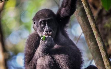 Flachlandgorilla