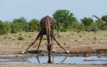 Giraffe im Etosha